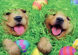 Puppies In Easter Basket | Easter Greeting Card