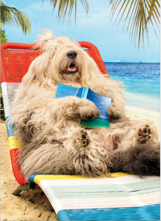 Lounging Sheep Dog | Retirement Card