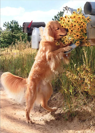 "Dogs Checks Mailbox" Thank You Card